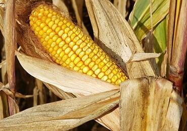BASF, Costco, get in on this bio-based material
